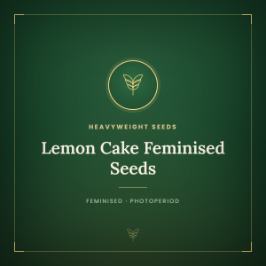 Lemon Cake Feminised Seeds Lemon Cake Feminised Seeds
