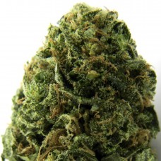 Massive Midget Auto Feminised Seeds Massive Midget Auto Feminised Seeds