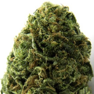 Massive Midget Auto Feminised Seeds Massive Midget Auto Feminised Seeds