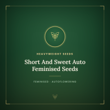 Short And Sweet Auto Feminised Seeds Short And Sweet Auto Feminised Seeds