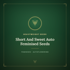 Short And Sweet Auto Feminised Seeds Short And Sweet Auto Feminised Seeds