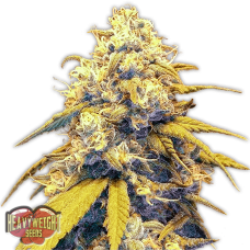 Strawberry Cake Auto Feminised Seeds Strawberry Cake Auto Feminised Seeds