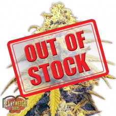 Strawberry Cake Auto Feminised Seeds Strawberry Cake Auto Feminised Seeds
