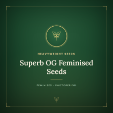 Superb OG Feminised Seeds Superb OG Feminised Seeds