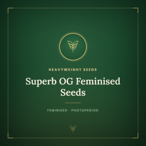 Superb OG Feminised Seeds Superb OG Feminised Seeds