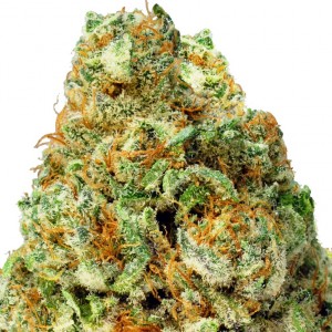 Turbo Bud Auto Feminised Seeds Turbo Bud Auto Feminised Seeds