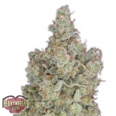 Total Paralysis Feminised Seeds Total Paralysis Feminised Seeds