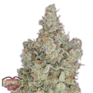 Total Paralysis Feminised Seeds Total Paralysis Feminised Seeds