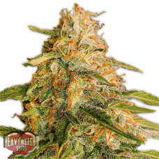 Tropic Punch Feminised Seeds Tropic Punch Feminised Seeds