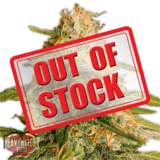 Tropic Punch Feminised Seeds