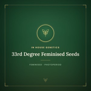 33rd Degree Feminised Seeds