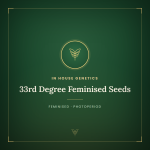 33rd Degree Feminised Seeds 33rd Degree Feminised Seeds