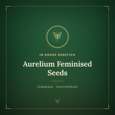 Aurelium Feminised Seeds Aurelium Feminised Seeds