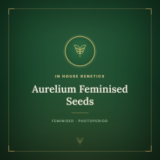 Aurelium Feminised Seeds Aurelium Feminised Seeds
