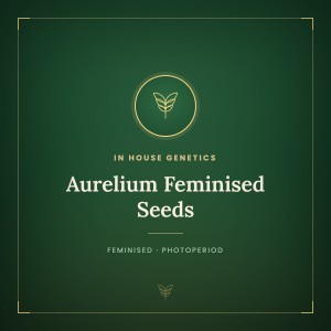 Aurelium Feminised Seeds