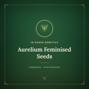 Aurelium Feminised Seeds Aurelium Feminised Seeds