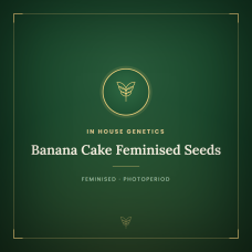 Banana Cake Feminised Seeds Banana Cake Feminised Seeds