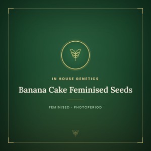 Banana Cake Feminised Seeds