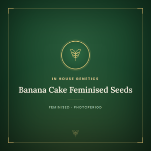 Banana Cake Feminised Seeds Banana Cake Feminised Seeds
