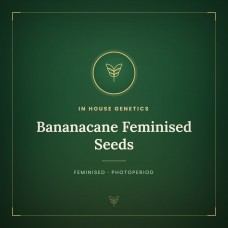 Bananacane Feminised Seeds Bananacane Feminised Seeds