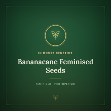 Bananacane Feminised Seeds Bananacane Feminised Seeds