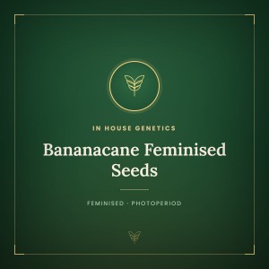 Bananacane Feminised Seeds Bananacane Feminised Seeds