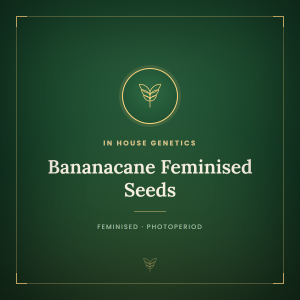 Bananacane Feminised Seeds Bananacane Feminised Seeds