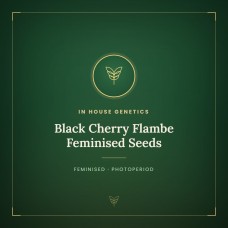 Black Cherry Flambe Feminised Seeds Black Cherry Flambe Feminised Seeds