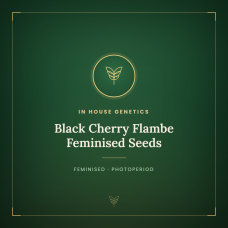 Black Cherry Flambe Feminised Seeds Black Cherry Flambe Feminised Seeds