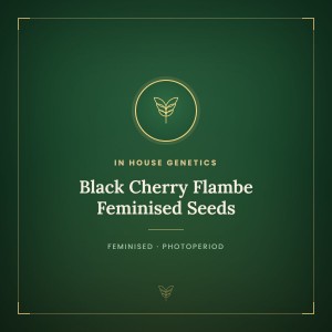 Black Cherry Flambe Feminised Seeds Black Cherry Flambe Feminised Seeds