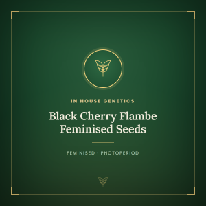 Black Cherry Flambe Feminised Seeds Black Cherry Flambe Feminised Seeds