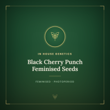 Black Cherry Punch Feminised Seeds Black Cherry Punch Feminised Seeds