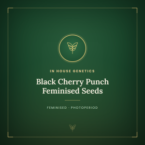 Black Cherry Punch Feminised Seeds Black Cherry Punch Feminised Seeds