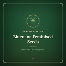 Bluenana Feminised Seeds Bluenana Feminised Seeds