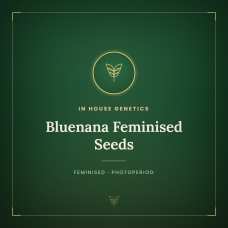 Bluenana Feminised Seeds Bluenana Feminised Seeds