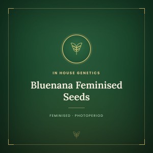 Bluenana Feminised Seeds Bluenana Feminised Seeds