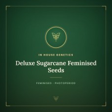 Deluxe Sugarcane Feminised Seeds Deluxe Sugarcane Feminised Seeds