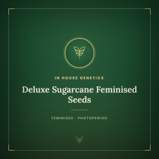 Deluxe Sugarcane Feminised Seeds Deluxe Sugarcane Feminised Seeds