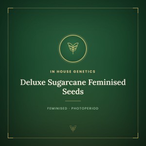 Deluxe Sugarcane Feminised Seeds Deluxe Sugarcane Feminised Seeds