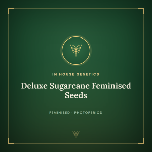 Deluxe Sugarcane Feminised Seeds Deluxe Sugarcane Feminised Seeds