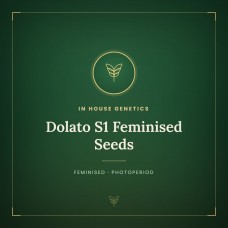 Dolato S1 Feminised Seeds Dolato S1 Feminised Seeds