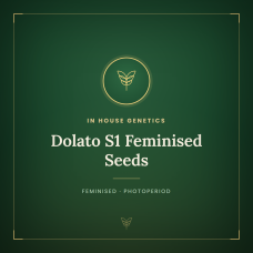 Dolato S1 Feminised Seeds Dolato S1 Feminised Seeds