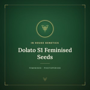 Dolato S1 Feminised Seeds Dolato S1 Feminised Seeds