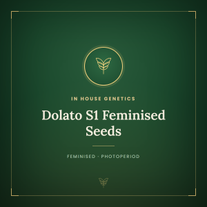 Dolato S1 Feminised Seeds Dolato S1 Feminised Seeds
