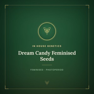 Dream Candy Feminised Seeds Dream Candy Feminised Seeds