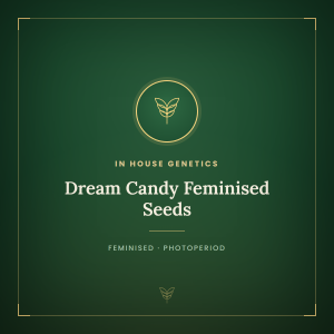Dream Candy Feminised Seeds Dream Candy Feminised Seeds