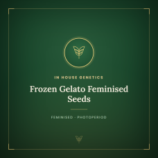 Frozen Gelato Feminised Seeds Frozen Gelato Feminised Seeds