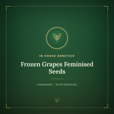 Frozen Grapes Feminised Seeds Frozen Grapes Feminised Seeds
