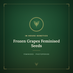 Frozen Grapes Feminised Seeds