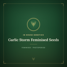 Garlic Storm Feminised Seeds Garlic Storm Feminised Seeds